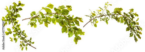 branch of wild apple tree with green leaves on a white background. set  collection