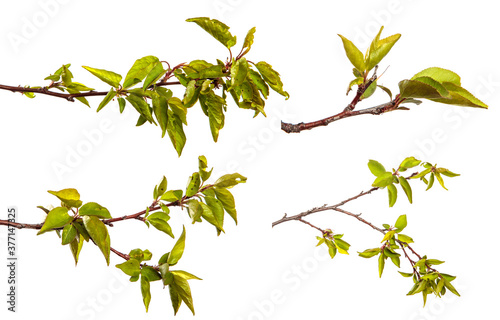 apricot tree branch with green leaves on a white background. set  collection