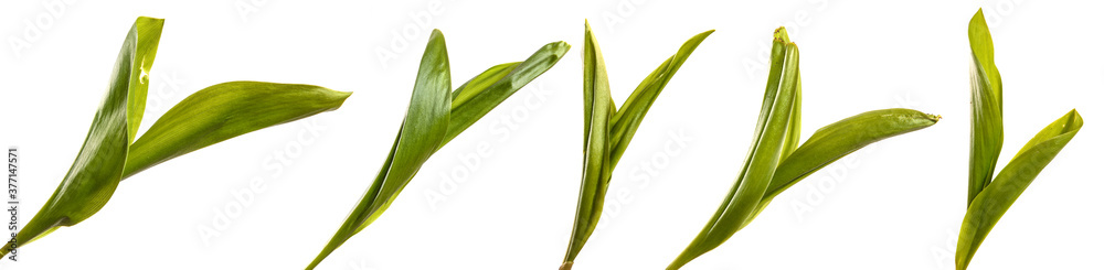 green lily of the valley leaves on a white background. set, collection green lily of the valley leaves on a white background. set, collection