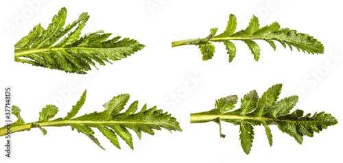 green leaves of poppy plant. on white background. set, collection