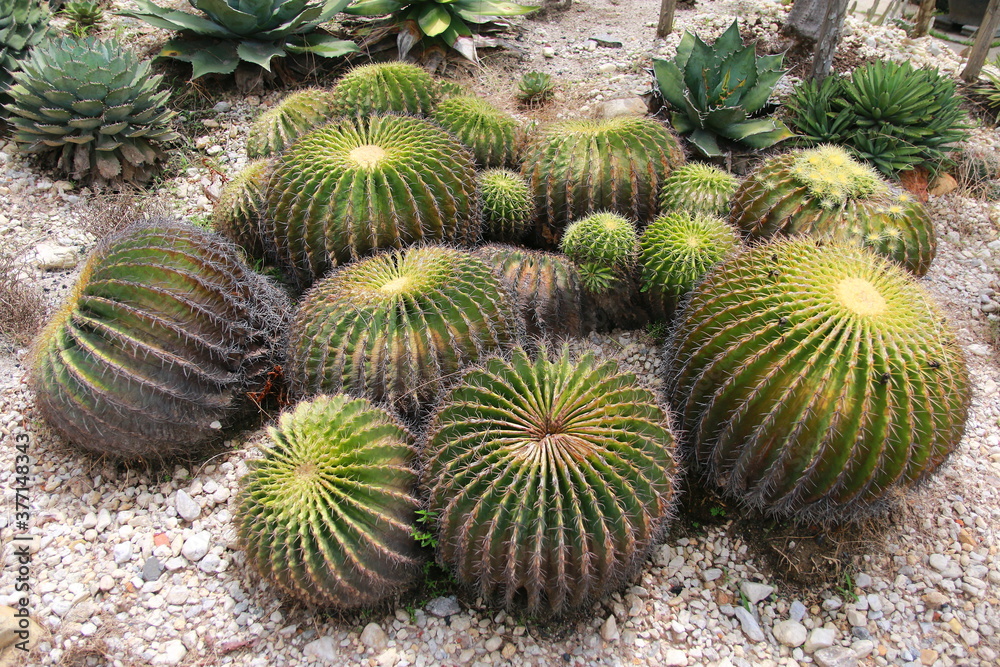Green cactus in the garden. Green cactus in the garden.