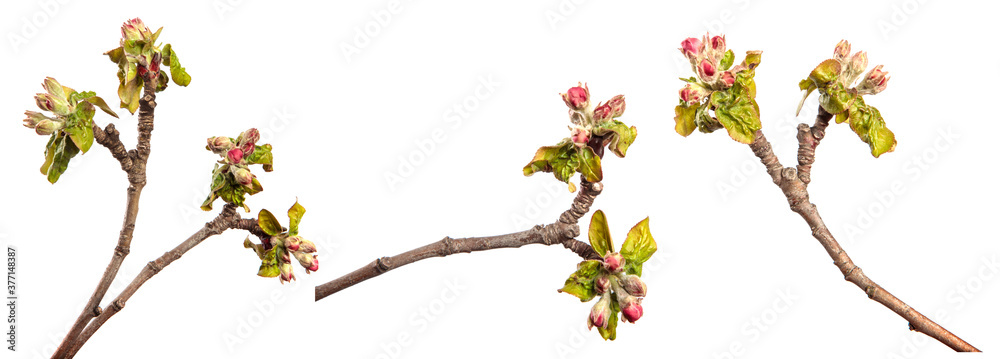 flowering branch of apple tree with flowers and leaves. on white background. set, collection flowering branch of apple tree with flowers and leaves. on white background. set, collection