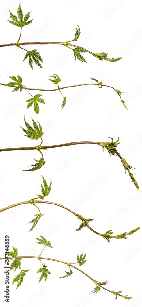 green sprout of hops. on white background. set, collection
