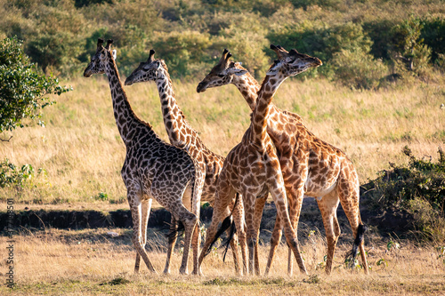Fototapeta Naklejka Na Ścianę i Meble -  ケニアのマサイマラ国立保護区入り口付近で見かけた、マサイキリンの群れ