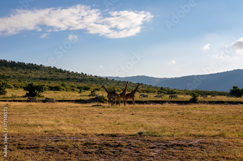 ケニアのマサイマラ国立保護区で、遠くに見えるマサイキリンの群れと青空