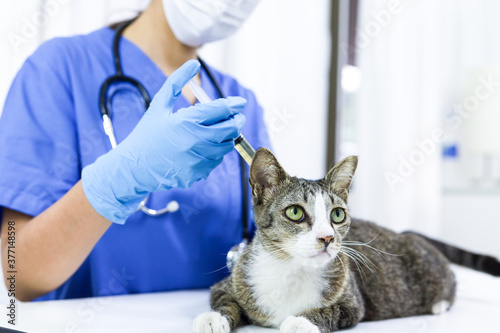 Fototapeta Naklejka Na Ścianę i Meble -  Cat on examination table of veterinarian clinic. Veterinary care. Vet doctor and cat.