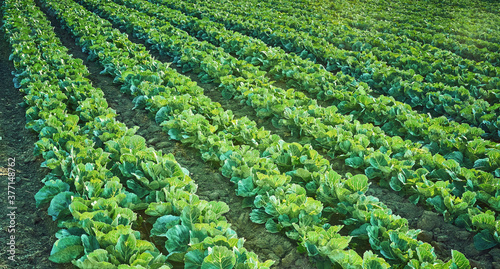 Field of organic lettuce growing in a sustainable farm