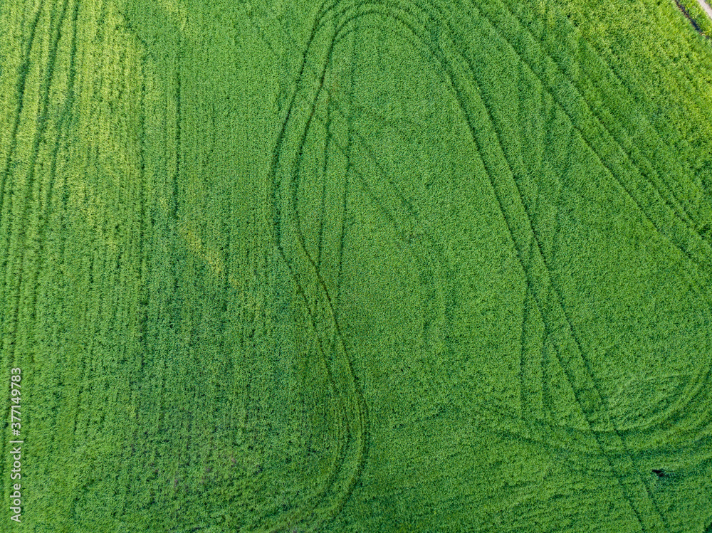 Green agricultural field. Aerial drone view. Green agricultural field. Aerial drone view.