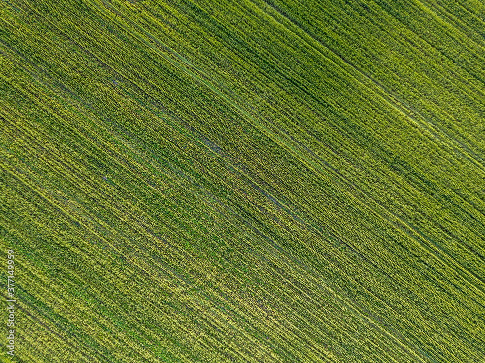 Naklejka premium Green agricultural field. Aerial drone view.