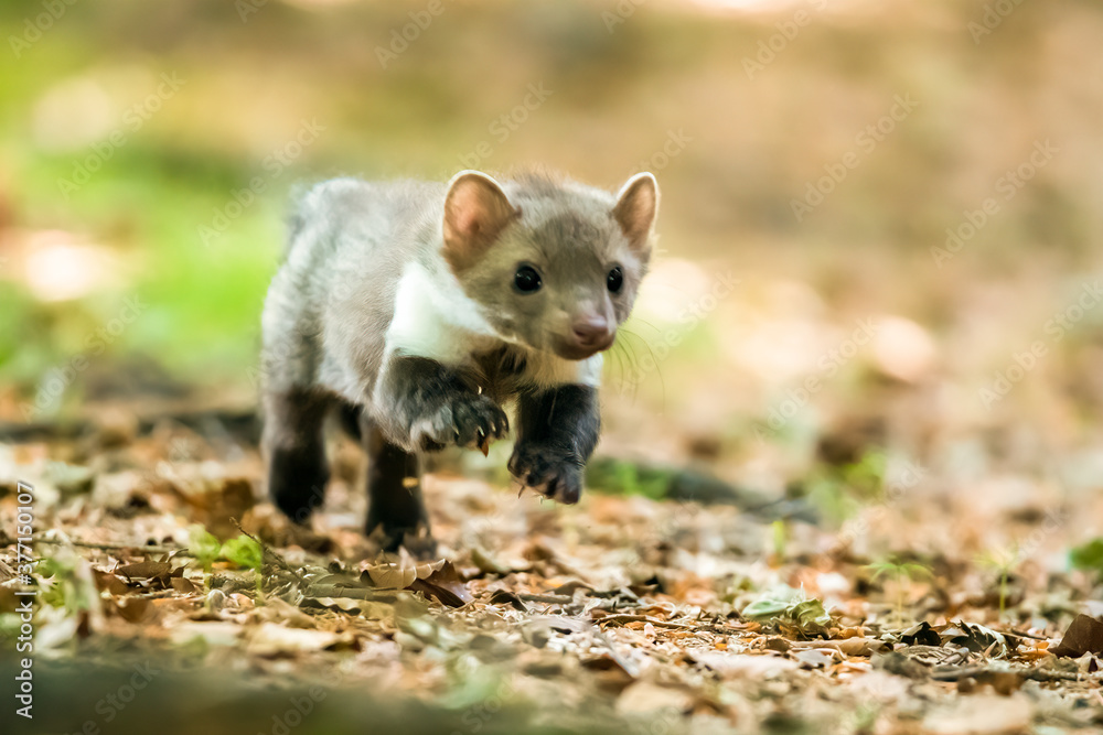 Fototapeta premium Stone marten, Martes foina, with clear green background. Beech marten, detail portrait of forest animal. Small predator sitting on the beautiful green moss stone in the forest. Wildlife scene, France