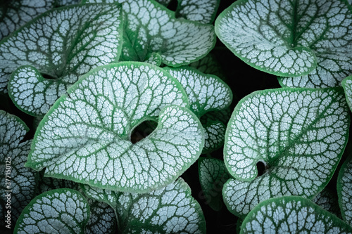 Minimalist composition with leaves of brunnera macrophylla photo