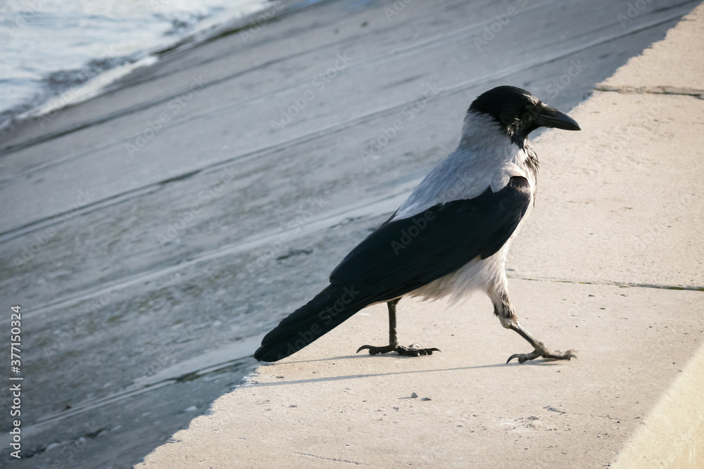 A crow walking along the embankment in search of food A crow walking along the embankment in search of food