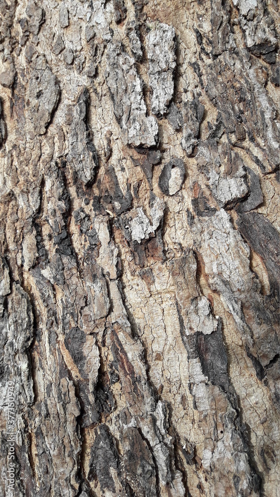 Fototapeta premium Bark of a tree - 5