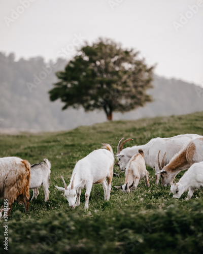 Fototapeta Naklejka Na Ścianę i Meble -  goats in the field