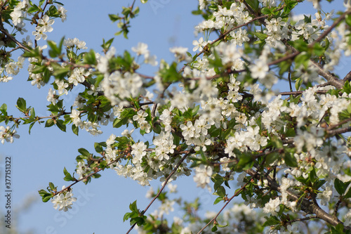Branches of blossoming apricot macro