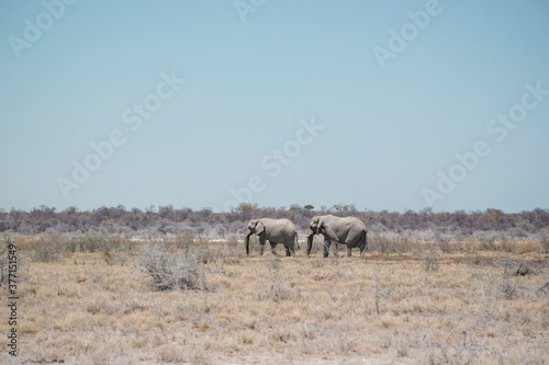 two elephants on plain