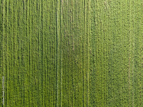 Green agricultural field. Aerial drone view.