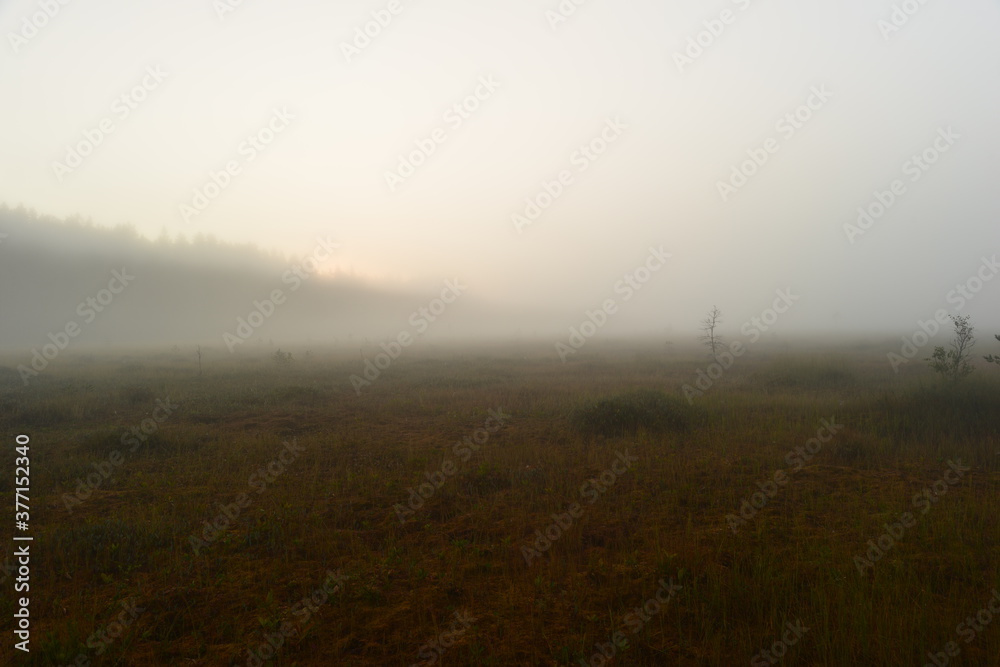 Sunrise in the dense fog of a forest swamp on a summer early morning
