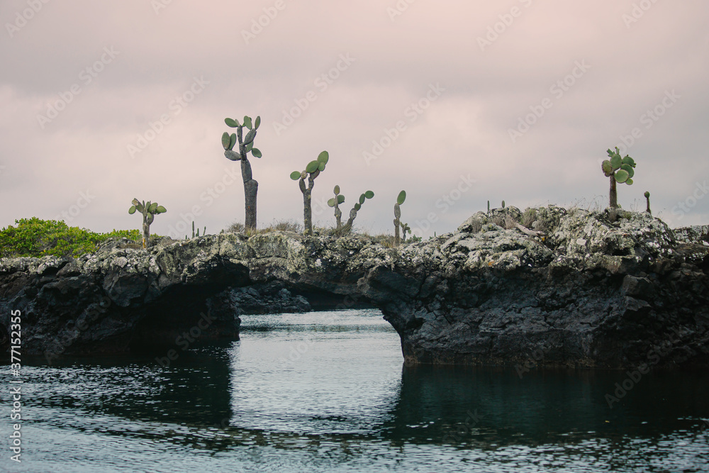 Beautiful Galápagos scenery, Los Tuneles and Cabo Rosa, 100 year old cactus trees growing on black lava at sunset