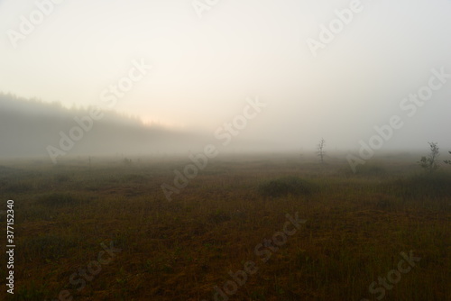 Sunrise in the dense fog of a forest swamp on a summer early morning