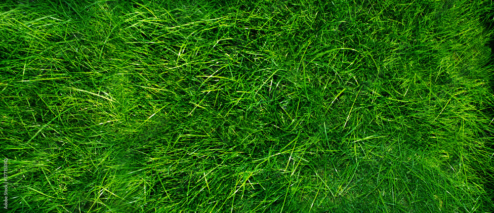 Green grass. Natural background top view of the lawn. Banner format Green grass. Natural background top view of the lawn. Banner format