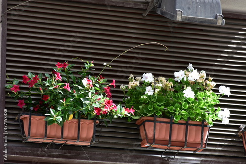 Un davanzale fiorito a Palermo