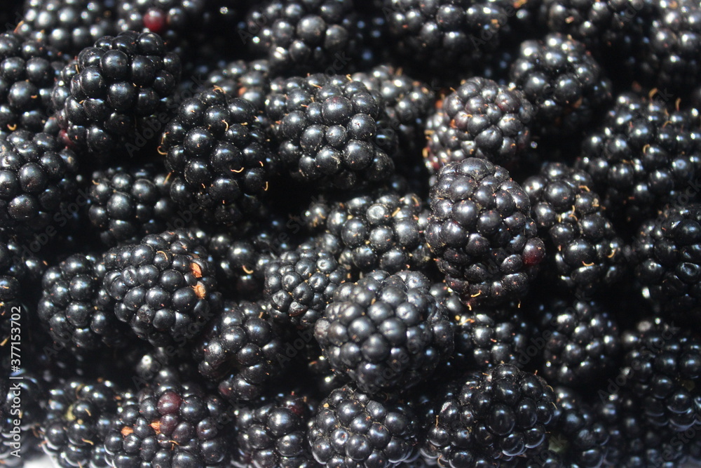Picture of blackberries isolated on blackberries background Picture of blackberries isolated on blackberries background