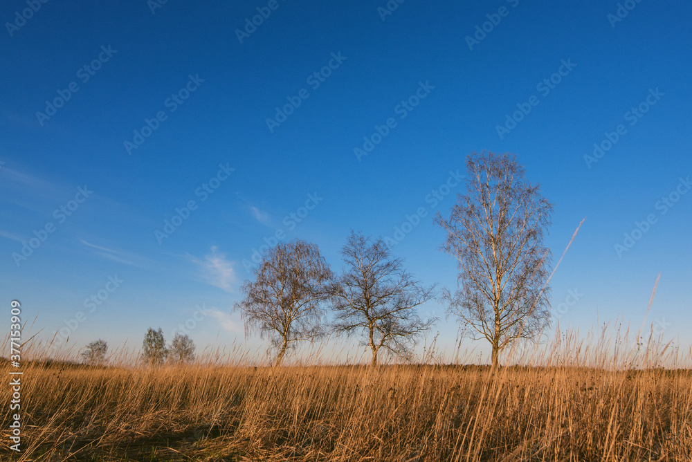 three birches in a field with dry grass in autumn