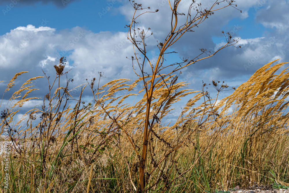 Obraz premium A photo of dry weed with wild grass and a dramatic sky with dark clouds in the background