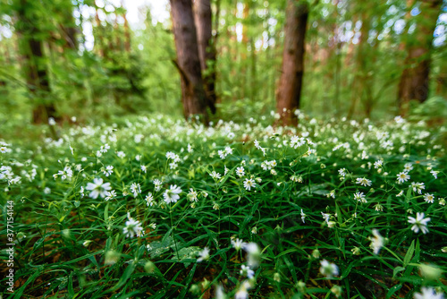 blooming wild green stellaria holostea in the forest in spring