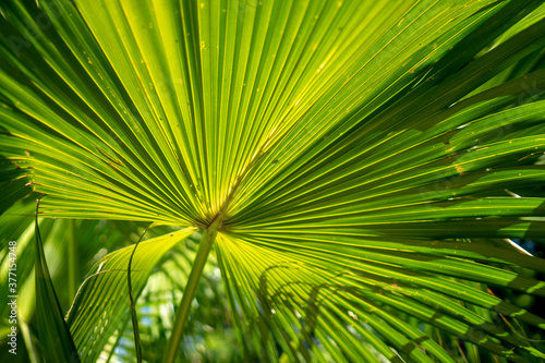 palm tree leaves