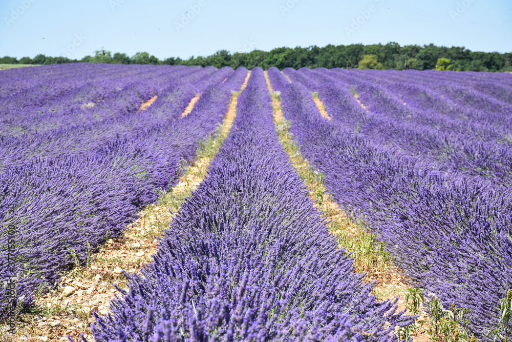 Fototapeta premium purple field of lavender landscape