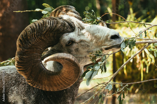 Argali eating leaves from a branch