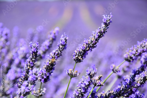 purple field of lavender and a flower in the foreground 