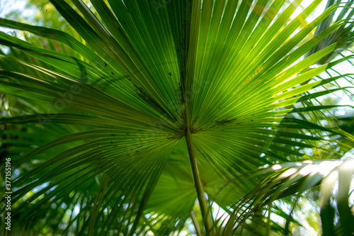 palm leaves in the Mediterranean park  south Croatia