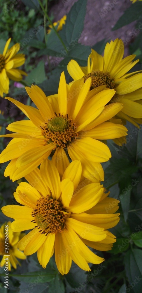 Fototapeta premium yellow flowers