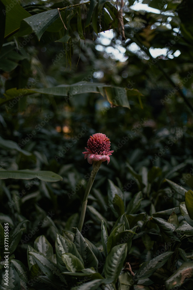 A torch ginger flower in a lush tropical forest A torch ginger flower in a lush tropical forest