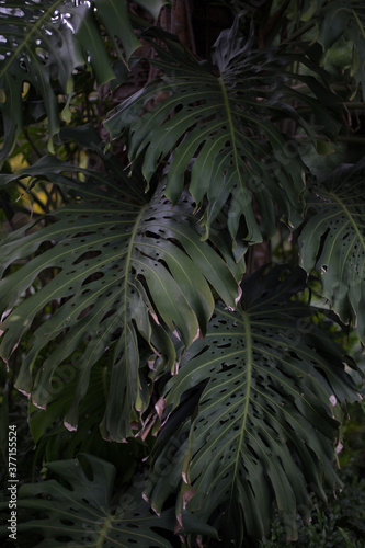 Beautiful giant monstera leaves with defined holes in a tropical forest