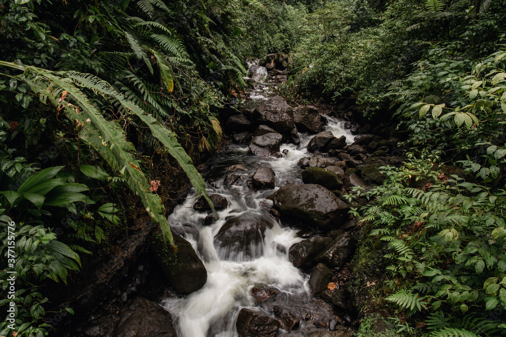 A river runs in a beautiful tropical forest full of trees and tropical plants