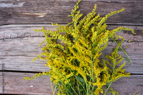 Medicinal plant Goldenrod on old wooden boards