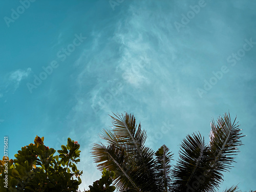 The tree on the beach and the sky with cloud in Koh Tao Thailand