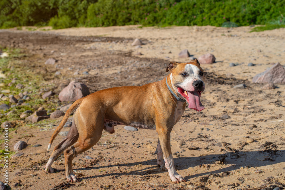 American Staffordshire Terrier on the beach. Wet dog after swimming. Happy smiling dog, tongue out.