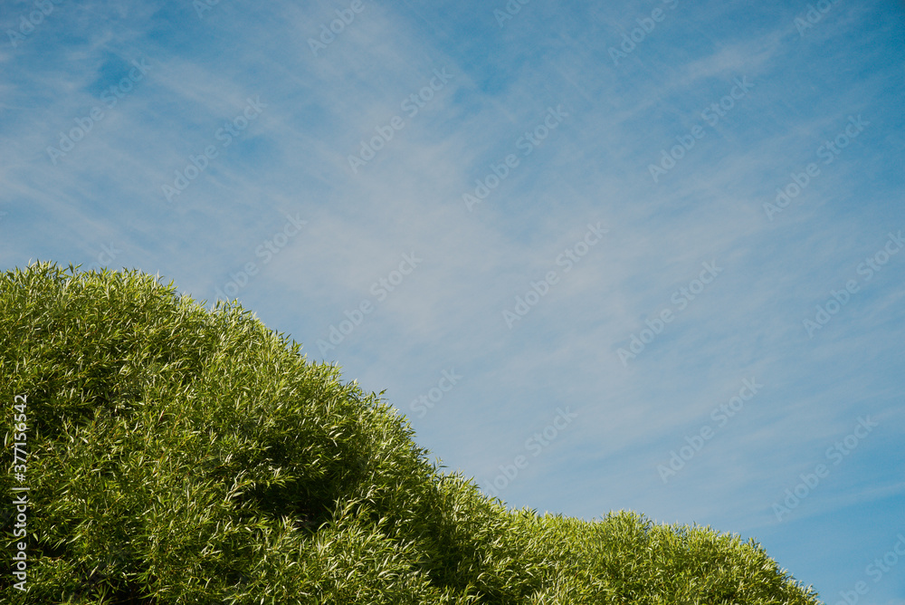 Summer background with a lush crown of willow against the blue sky with light white clouds. Copy space. Summer background with a lush crown of willow against the blue sky with light white clouds. Copy space.
