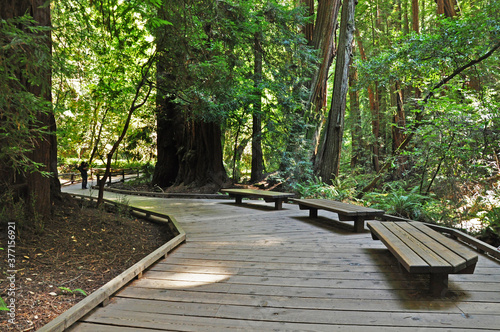 Принти на полотні A place to rest and absorb the grandeur of the unique  redwoods in Muir Woods ne