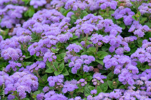 bed of purple flowers