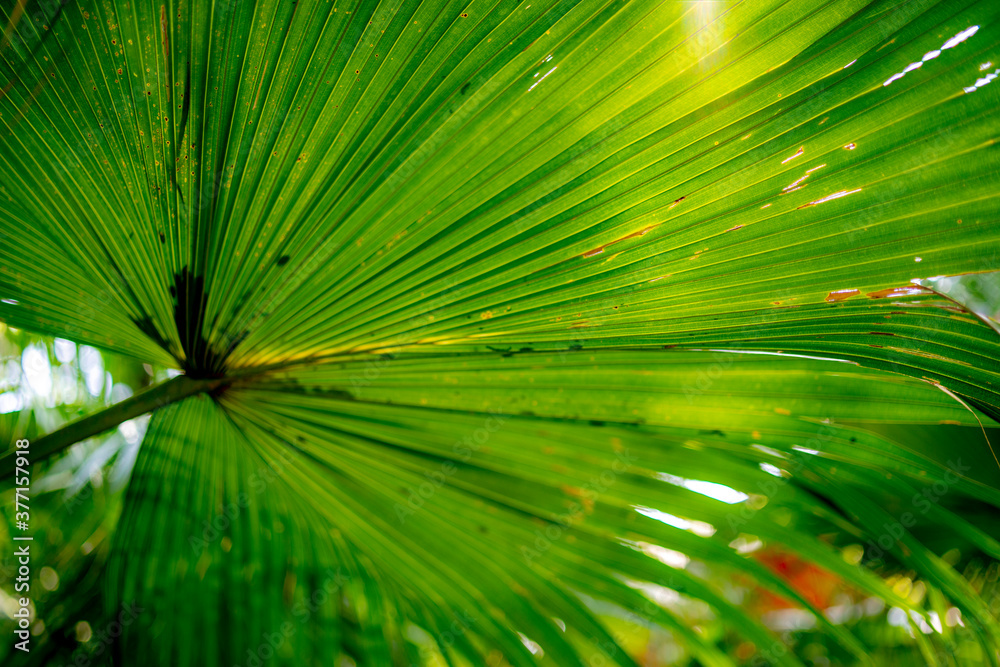 Fototapeta premium palm leaves in the Mediterranean park, south Croatia