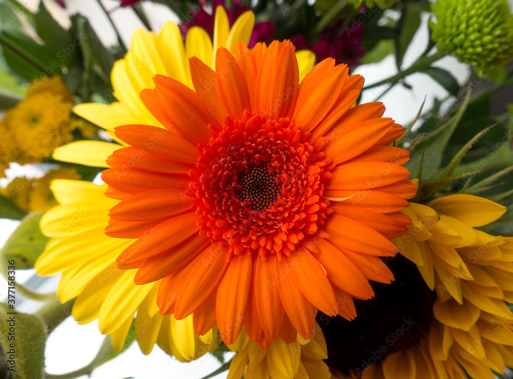 yellow and orange flowers yellow and orange flowers