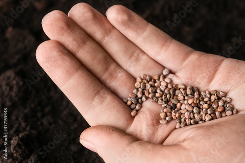 Woman holding pile of radish seeds over soil, closeup. Vegetable planting