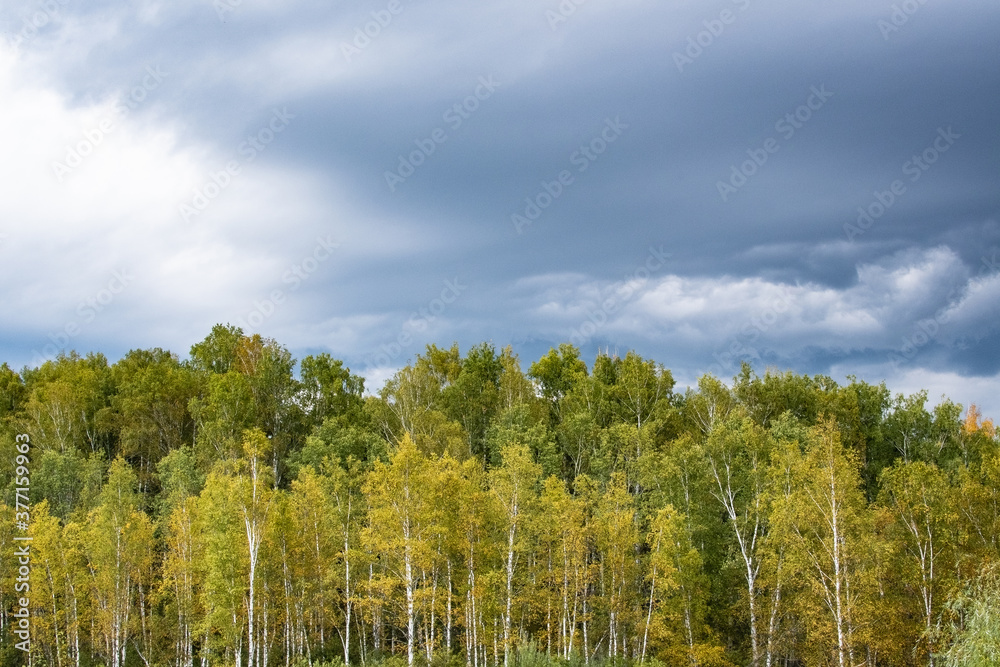 Obraz premium Clouds over the forest