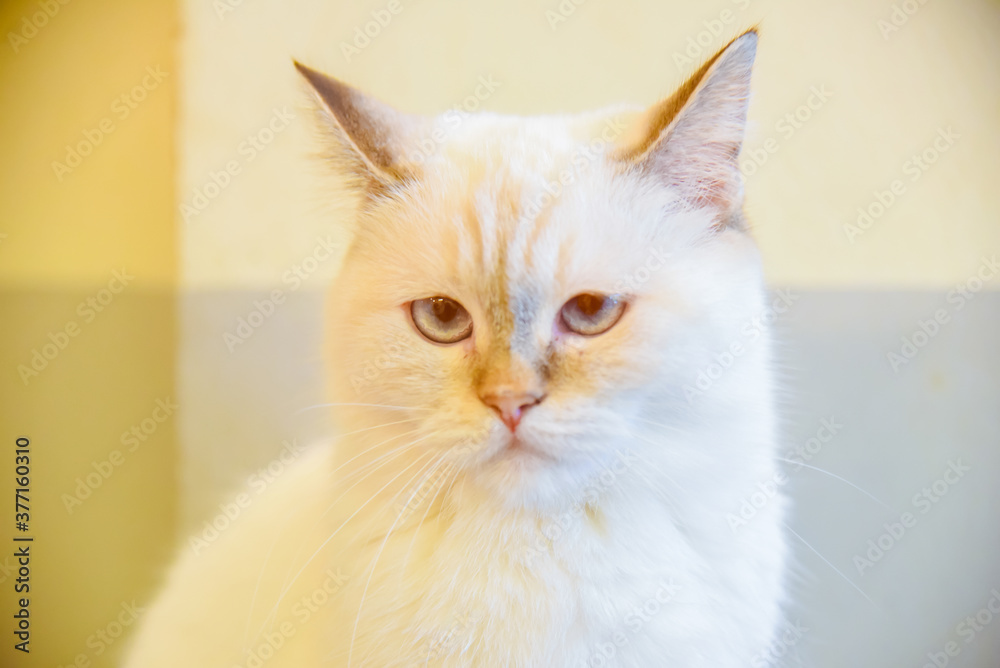 Portrait of Pure White cat white red eye looking at camera on the floor. animals concept